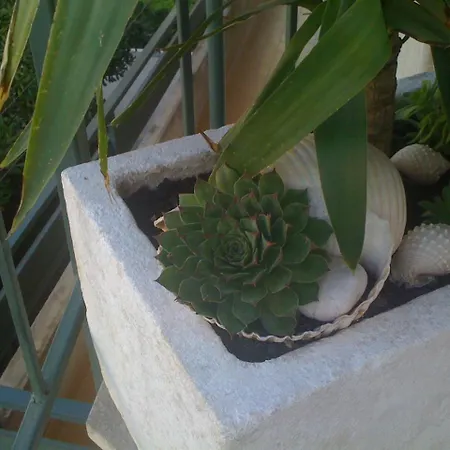 Apartmán Antunovic Podgora (Split-Dalmatia)